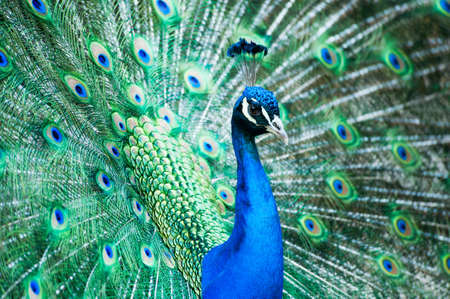 beautiful male indian peacock showing its feathers (Pavo cristatus)の写真素材