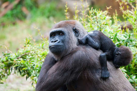 close-up of a mother gorilla and her cute babyの写真素材