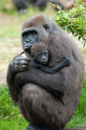close-up of a mother gorilla and her cute babyの写真素材