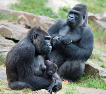 close-up of a mother gorilla and her cute babyの写真素材