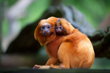 A golden lion tamarin with baby (Leontopithecus rosalia)の写真素材