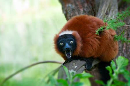 a beautiful red ruffed lemur (Varecia rubra)の写真素材