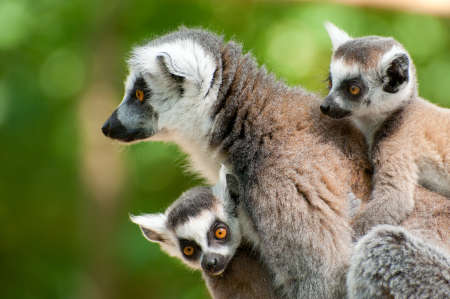 close-up of a ring-tailed lemur with her cute babies (Lemur catta)の写真素材