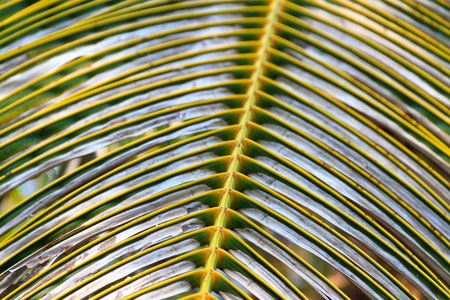Dry leaf of Cocos nucifera