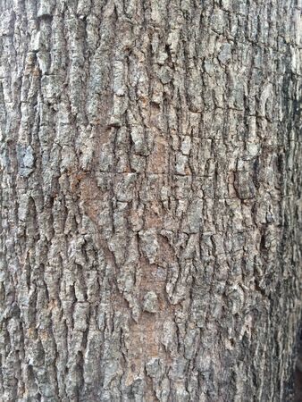 Bark pattern of wood grainの素材