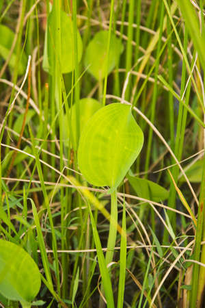 plants in the fieldの写真素材