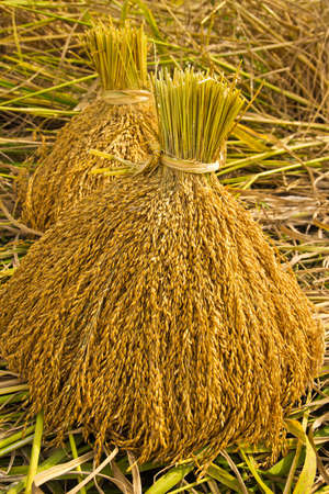 yellow jasmine riceの写真素材