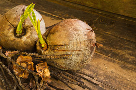 close up of a coconut tree  on grey woodenの写真素材