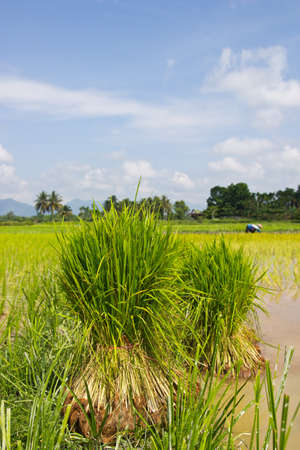 Rice agriculture preparation rice seedlings,thai の写真素材