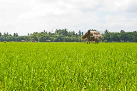 view of Young rice sprout ready to growing in the rice field Thailandの写真素材