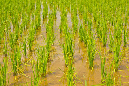 view of Young rice sprout ready to growing in the rice field Thailandの写真素材