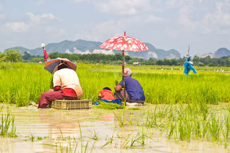 Yala, Thailand - April 18  Unidentified farmers rice planting on small field at April 18, 2013 in Yala, Thailand  This work is part of the rice farmers of thailand の写真素材