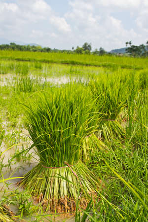 Rice agriculture preparation rice seedlings,thai の写真素材