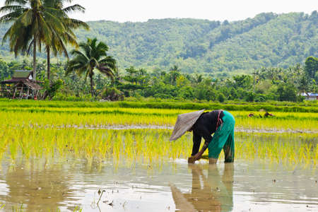 Yala, Thailand - April 18  Unidentified farmers rice planting on small field at April 18, 2013 in Yala, Thailand  This work is part of the rice farmers of thailand の写真素材