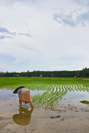 Yala, Thailaland APRIL 28  Unidentified farmers rice planting on small field at April 28, 2013 in Yala, Thailand  This work is part of the rice farmers of thailand の写真素材