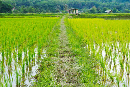 view of Young rice sprout ready to growing in the rice field Thailandの写真素材