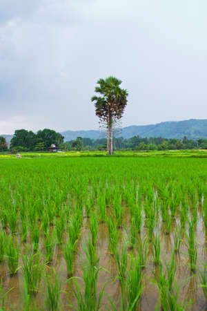 view of Young rice sprout ready to growing in the rice field Thailandの写真素材