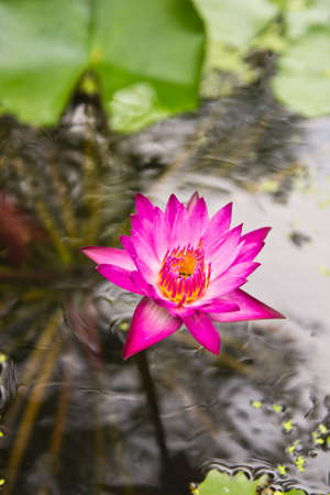 pink lotus is flower from parts of India China  and thai in your garden, the pink lotus is a good choice  The flower grows in aquatic areas like ponds and swamps の写真素材