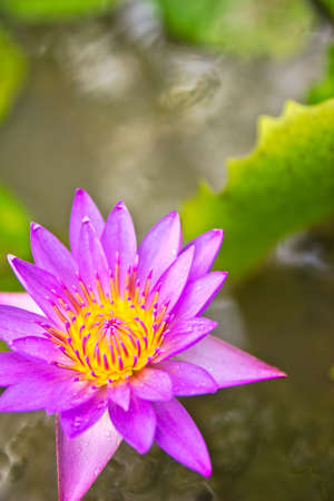 The Purple lotus flower holds great symbolic meaning in a number of cultures, especially in Asia, thailand  and Egypt, going back thousands of years  The lotus figures prominently in the arts and religion, and often simultaneously when religious artifactsの写真素材