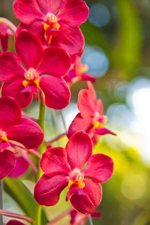 Red orchids are often described as  Asian loves dreamRadiant and grand, red orchids represent the extraordinary wishes of love  They are sophisticated flowers, but with a sincere message,Thailand の写真素材