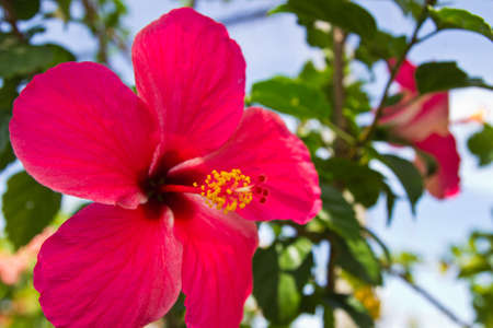 Beautiful tropical red hibiscus in its environment ,thai の写真素材