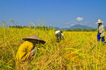 YALA,SOUTH OF THAI , APRIL 2013   Female works  harvest  rice in field  at the Local in Yala  on April 2,2013 in Yala The  season harvests  rice of the year in Thailand のeditorial素材