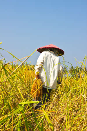 Female works harvest rice in fieldの写真素材