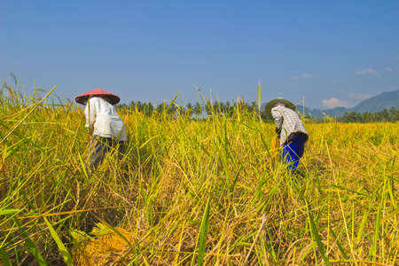 Female works harvest rice in fieldの写真素材