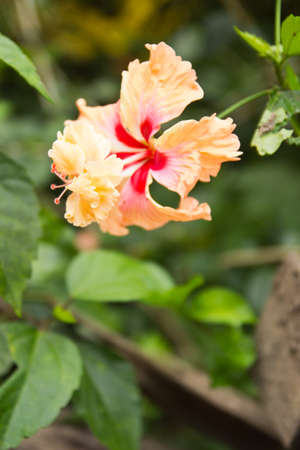 View Beautiful tropical yellow hibiscus in its environment ,Thai の写真素材