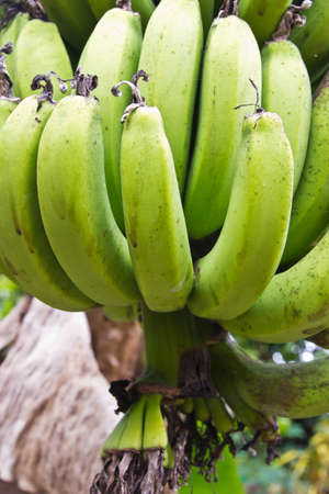 Close-up shot of green bananas in a treeの写真素材