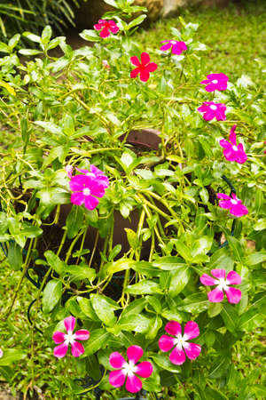 Flower name is Madagasgar Periwinkle ; Vinca ; Old Maid  Scientific Name Catharanthus Roseus の写真素材