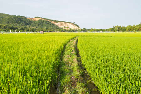 Green Fresh Rice Fields ,Yala, Thailand の写真素材