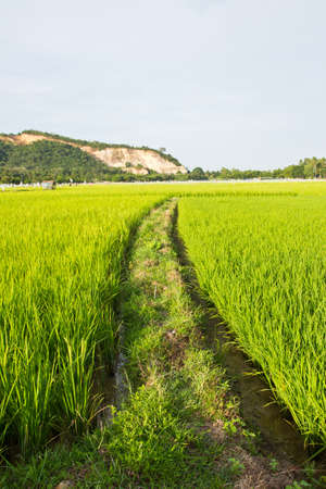 The Walkway In The Green Rice Field,thai の写真素材