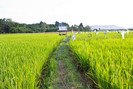 The Walkway In The Green Rice Field,thai の写真素材