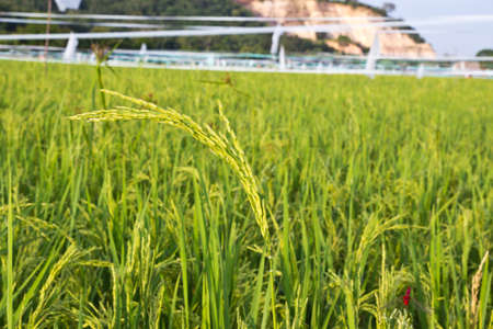 In the vigorous growth period of rice fieldsの写真素材