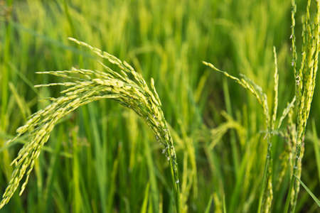 in the vigorous growth period of rice fieldsの写真素材