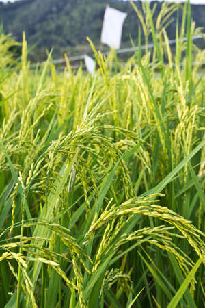 In the rice fields  Grains of rice in the rice fields  Bright green in the fields of nature の写真素材