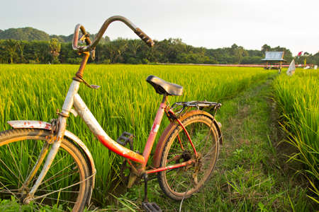 Old Bicycle With Nature Background Of Rice Fieldの写真素材