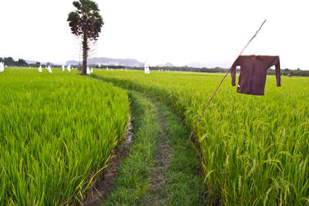 the Walkway In The Green Rice Field,thai の写真素材