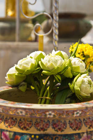 Many white lotus flowers, tied together in a large vase の写真素材