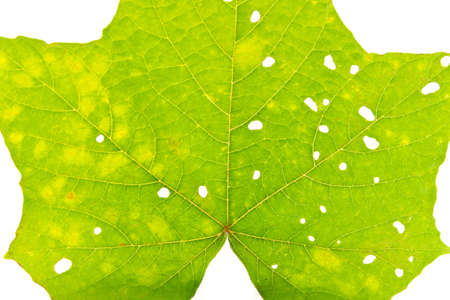 Green leaf with holes isolated on white background
