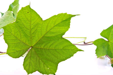 Twig with green leaves on the white background の写真素材