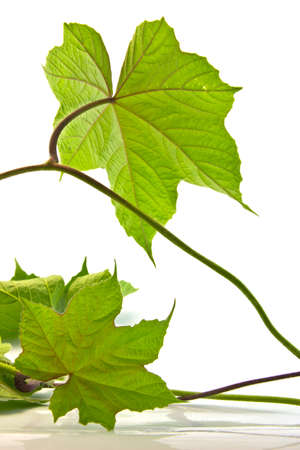 twig with green leaves on the white background の写真素材