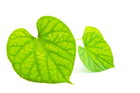 twig with green leaves on the white background の写真素材