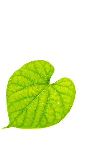 green leaves on the white background の写真素材