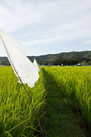 Walkway In Rice Field,Thaiの写真素材