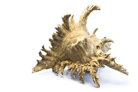 big conch shell isolated on white backgroundの写真素材