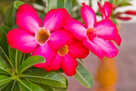 close up of pink impala lilly flowerの写真素材