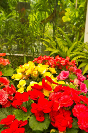 Bright background with colorful roses  Red yellow flowers の写真素材