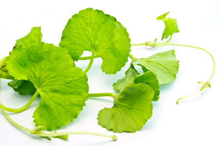 Herbal Thankuni leaves of Indian subcontinent over white backgroundの写真素材